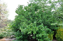 Magnolia 'Susan' — photo 6